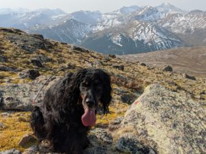 Abbey, our Gordon Setter atop Independence Pass