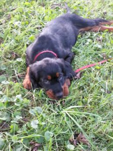 Our Gordon Setter Abbey as a pup