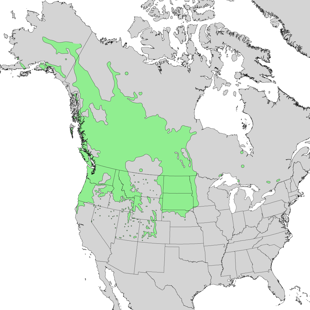 Range of the Saskatoon Serviceberry.