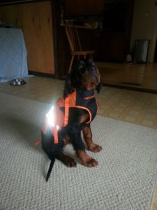 Our Gordon Setter Abbey with her new hunting vest.