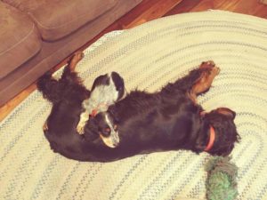 Our Gordon Setter Abbey with our Llewellin setter pup
