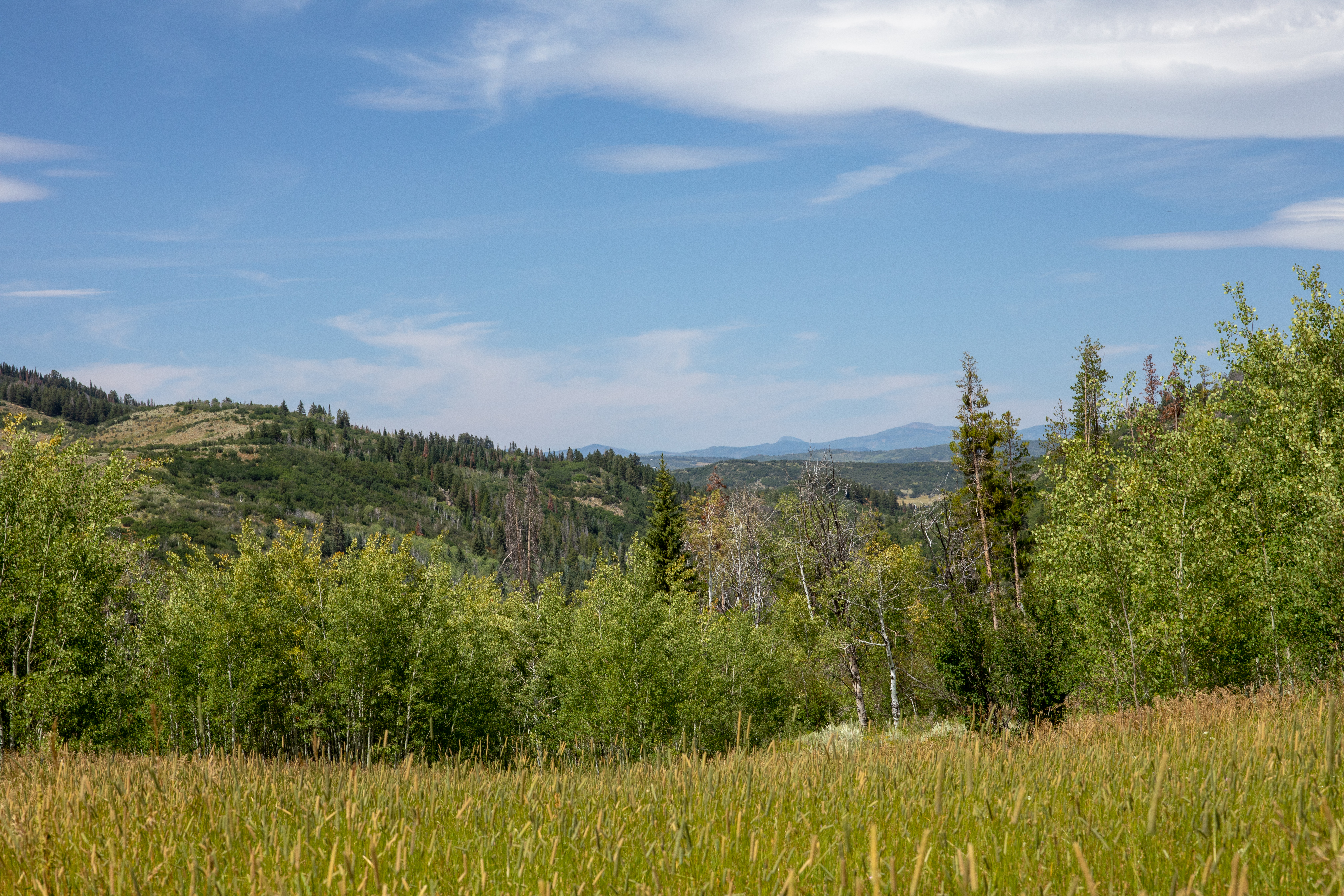 The Sarvis Creek Wilderness