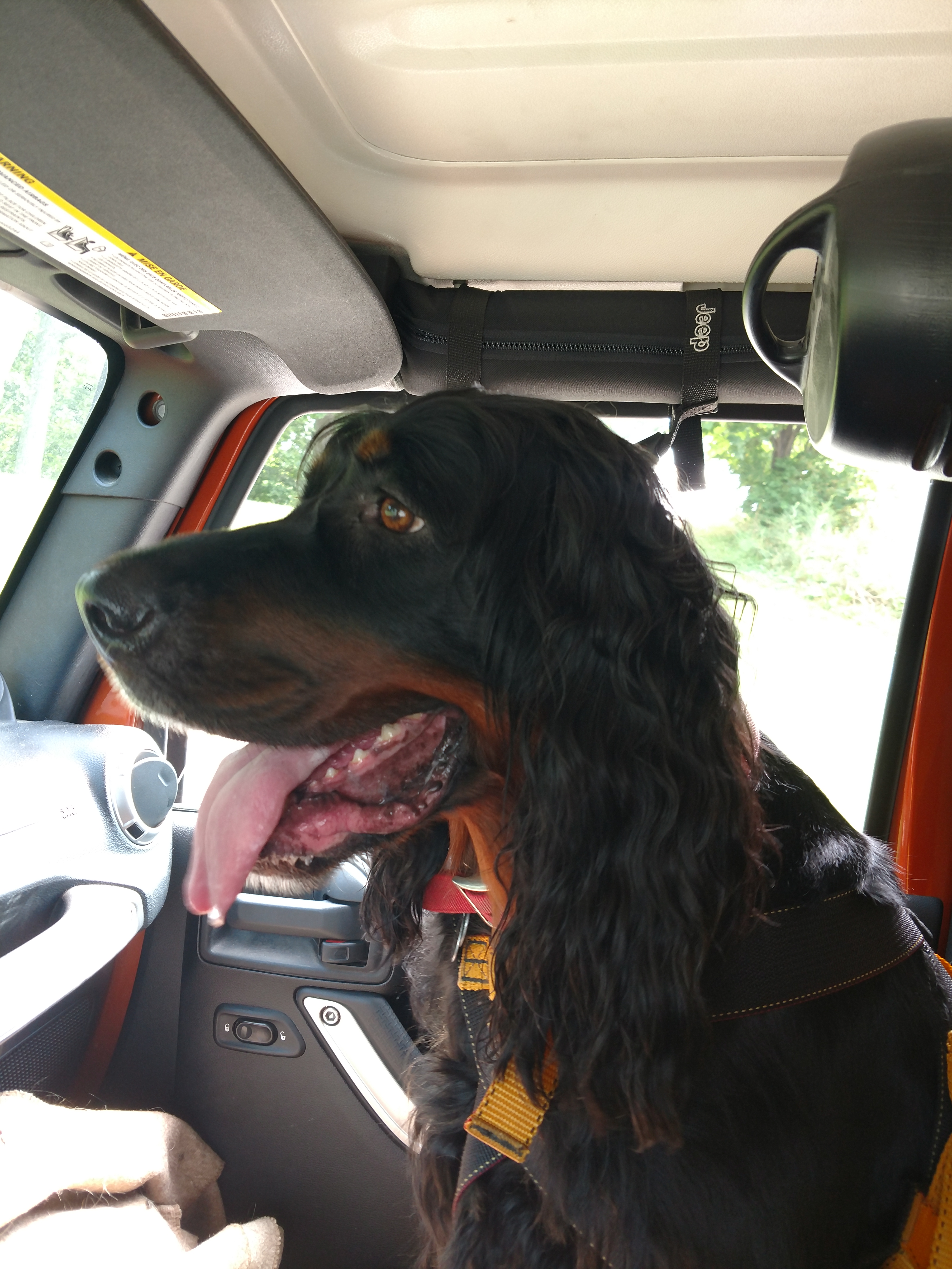 My setter riding shotgun in the Jeep.