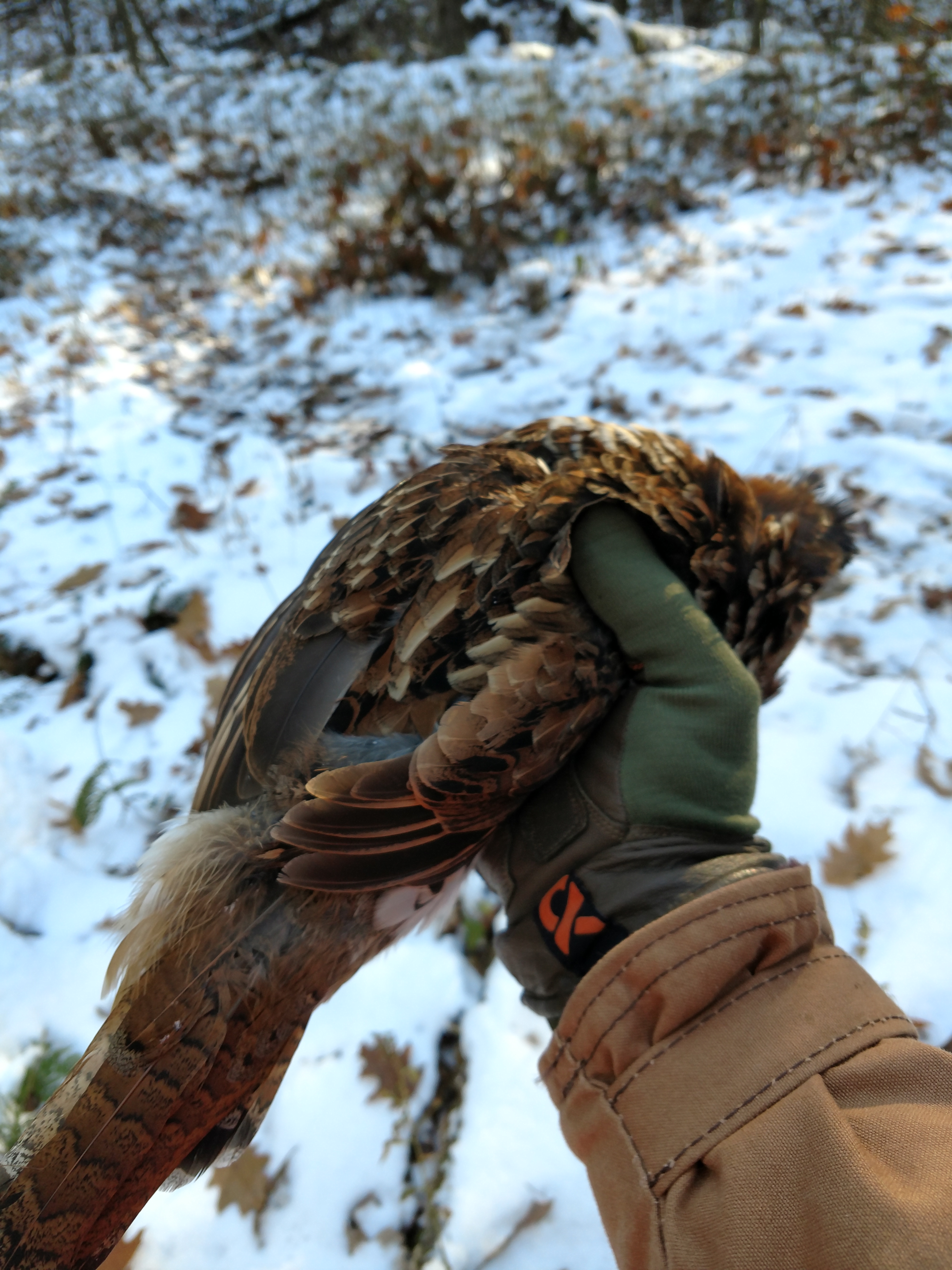 Dan's Briarproof Upland Game Coat in action in the Pennsylvania Grouse Covers.