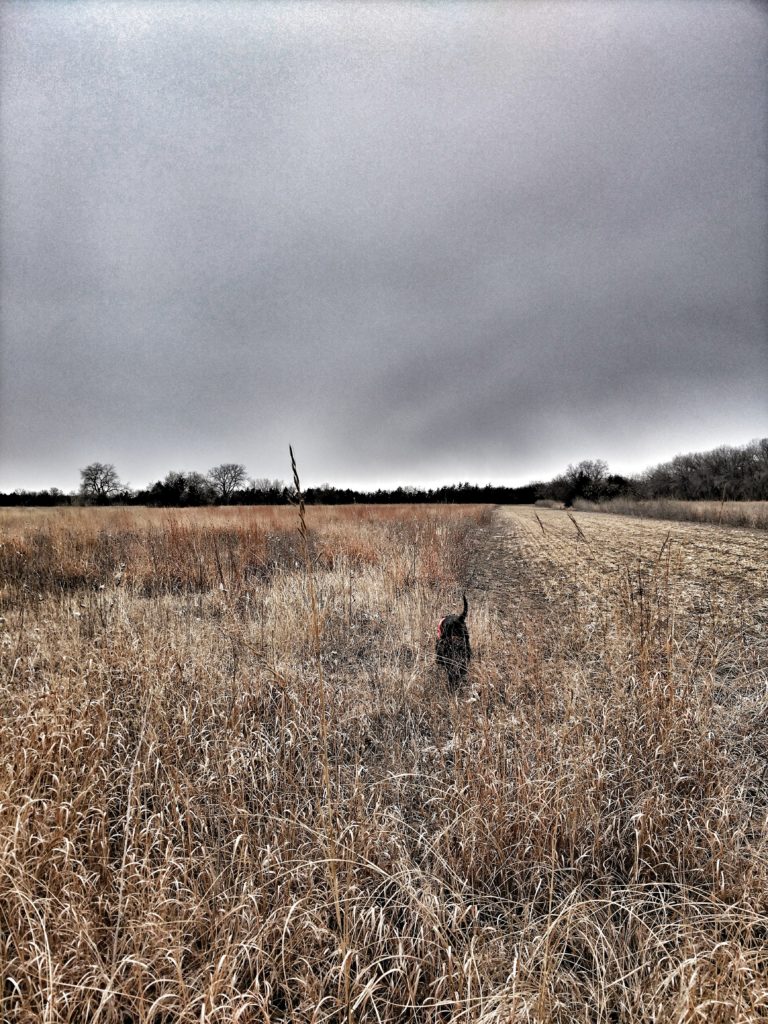 Abbey on the hunt as we quest for quail.