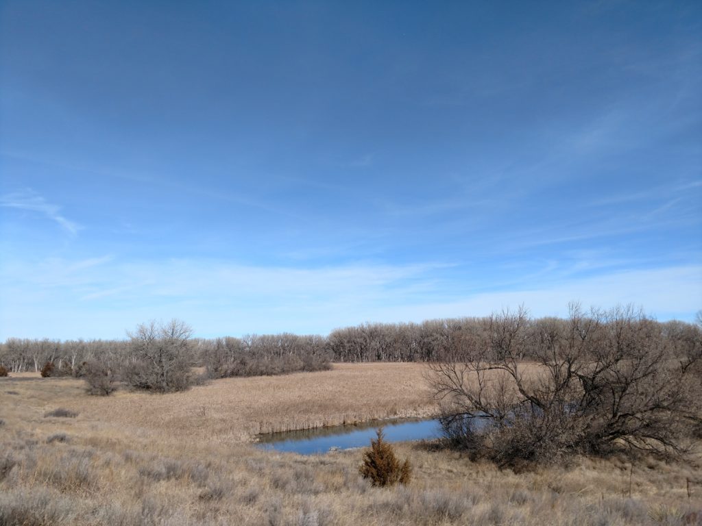 Looking for late season quail.