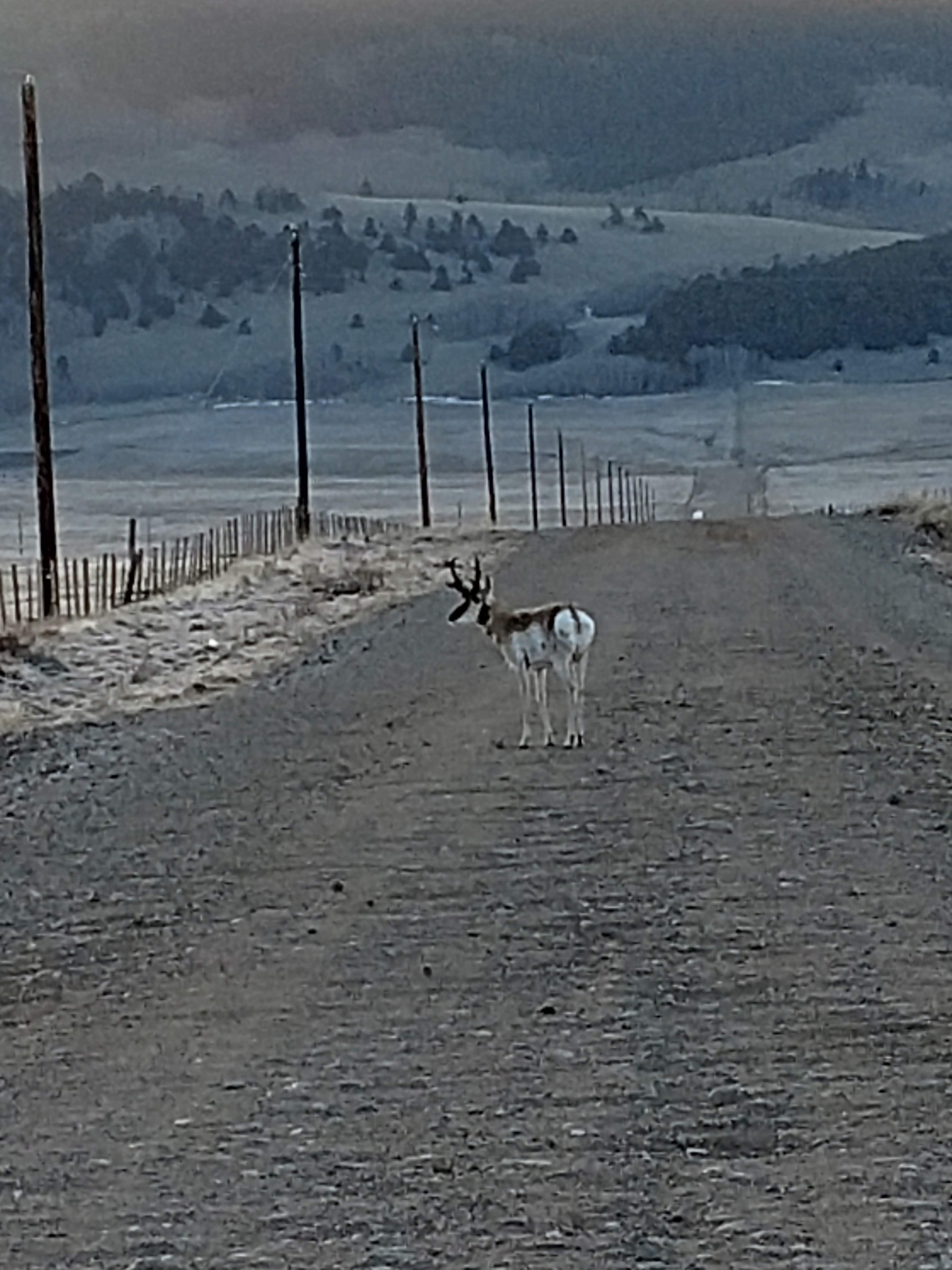 This pronghorn made it difficult to get through, spending 10 minutes juking in front of me on my wild turkey chase.
