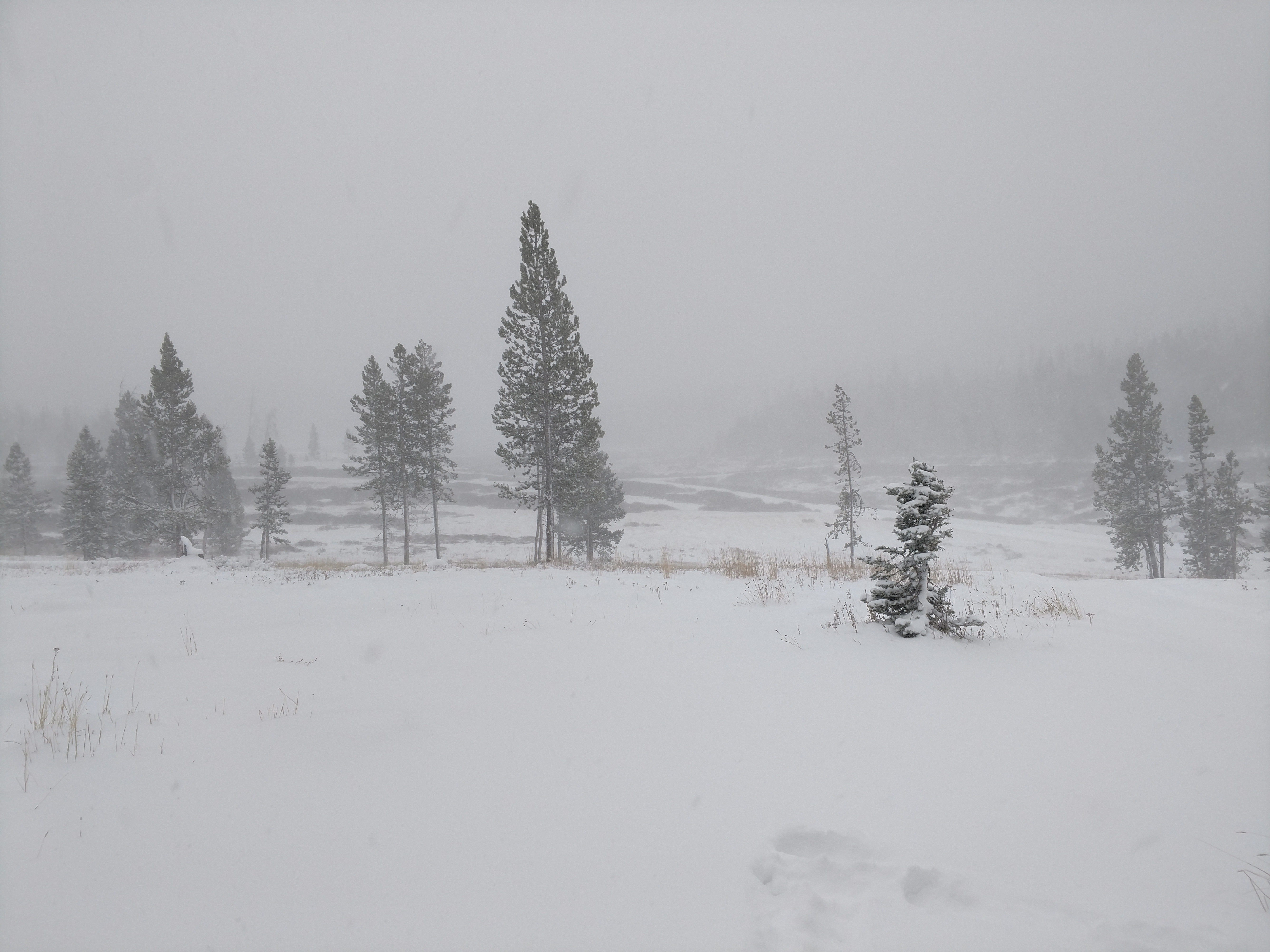 Snowed out in the Colorado Backcountry. We had to scuttle camp yet again.