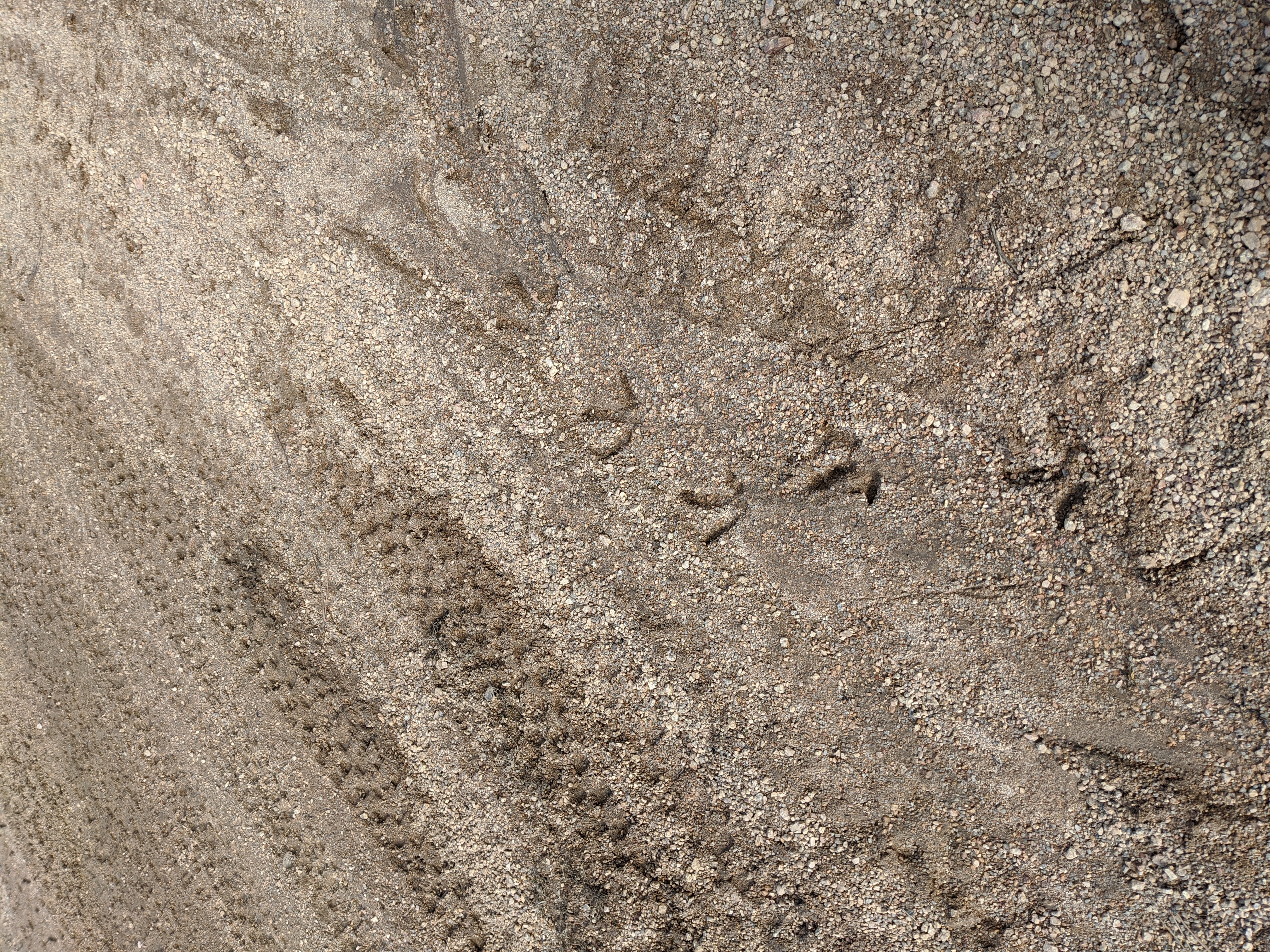 Spring turkey hunting season means mud, and in some cases in the Colorado high country, snow to track in.