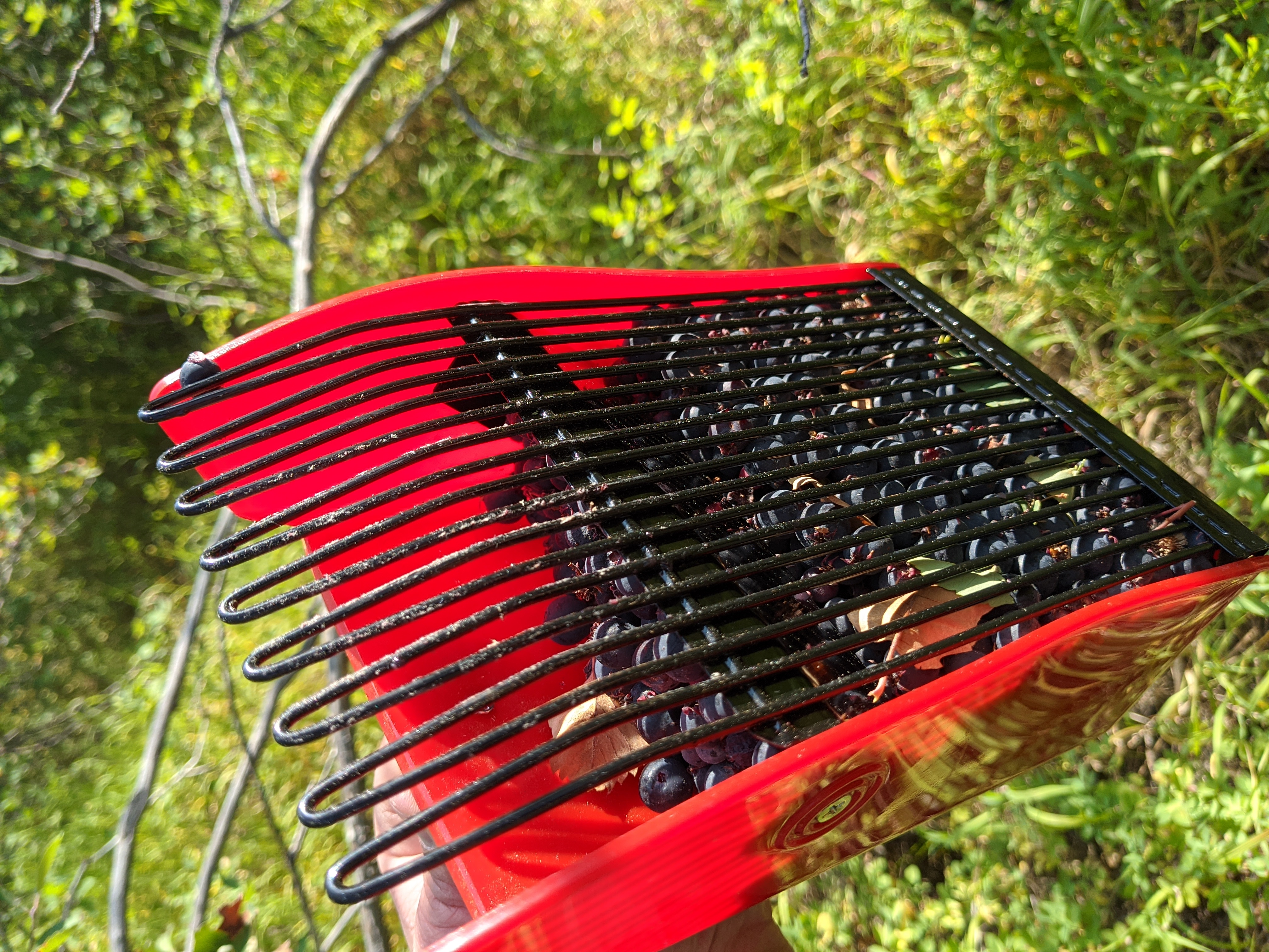 Serviceberries in my berry picker, a thick film of sticky juice coating the fingers.
