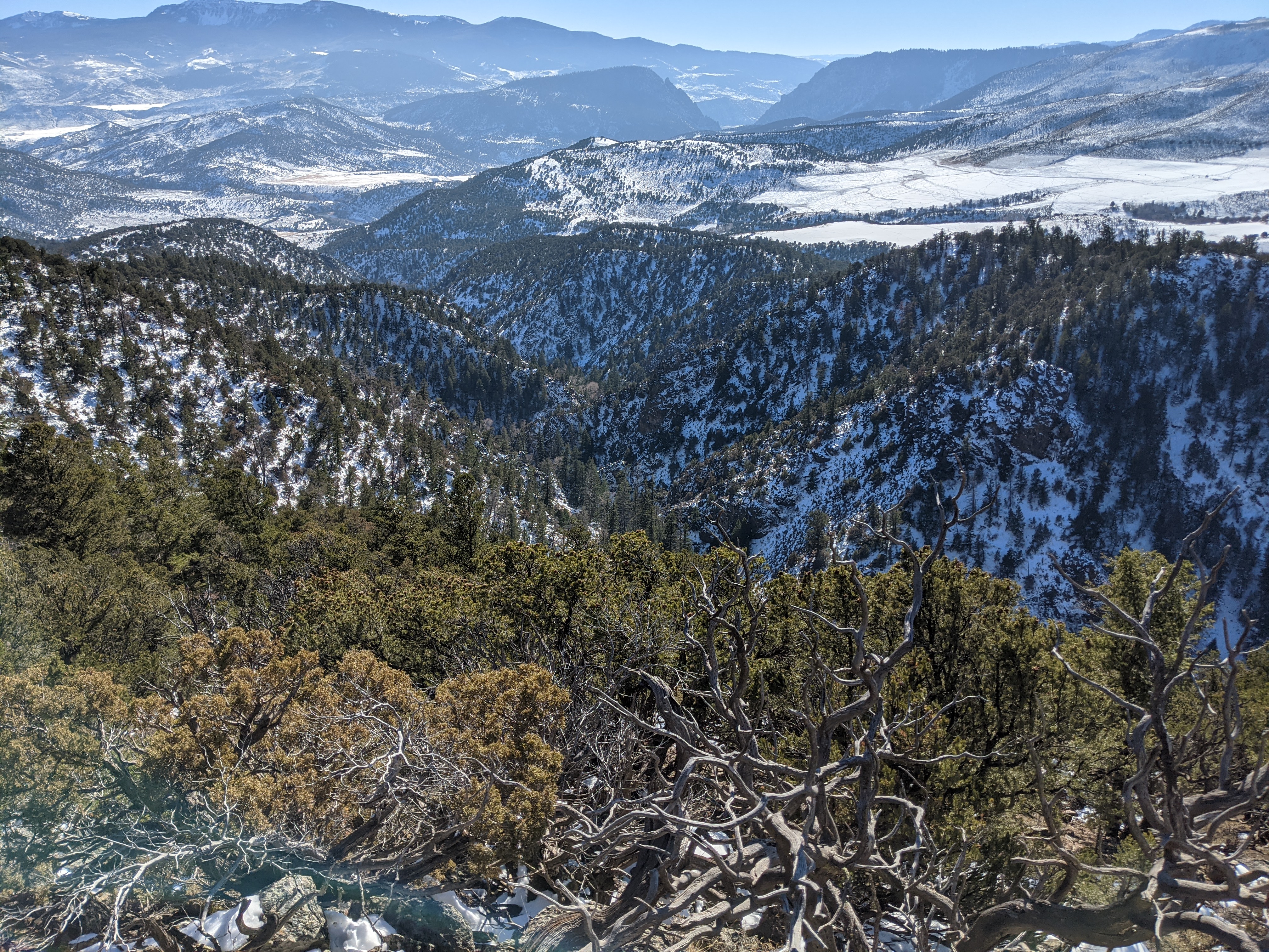 Views into a tangled creek hell hole during our 2020 Colorado Big Game Season.