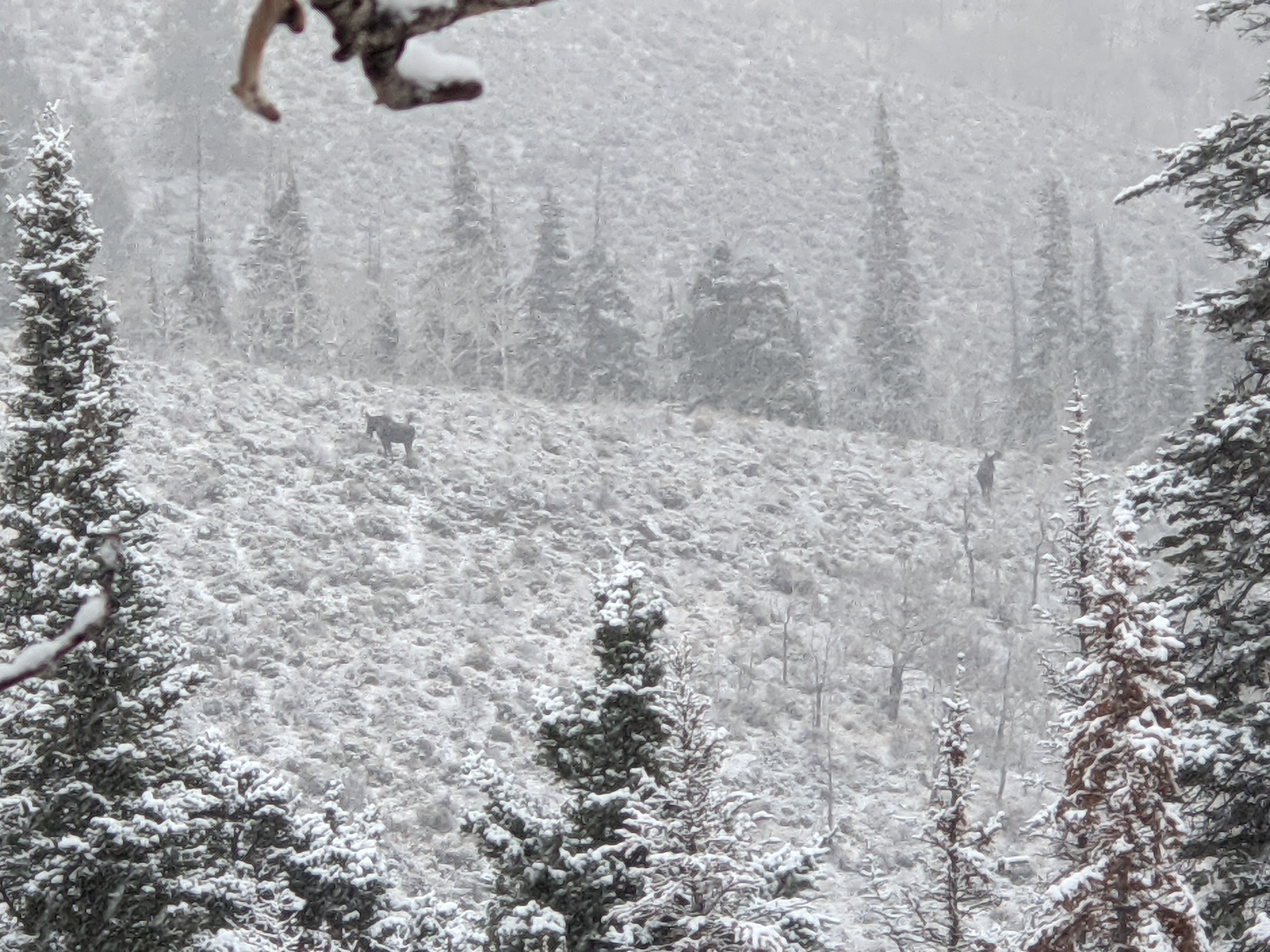 I encountered these two bull moose during my Colorado OTC elk hunt.