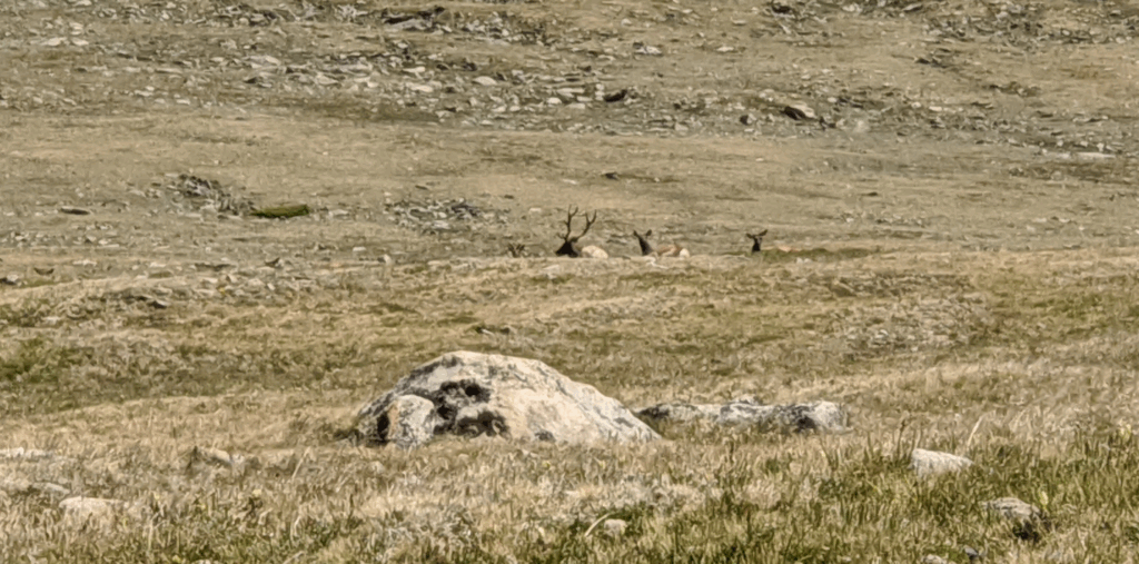 Changes to the Colorado Elk Season are coming, are you ready? A small group of elk bedded above tree line in RMNP.
